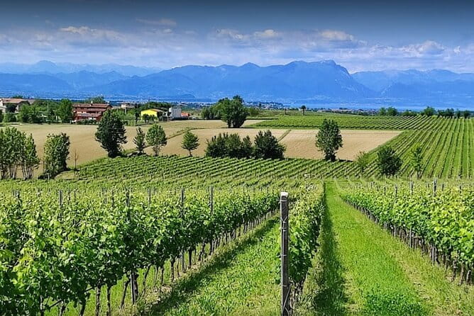 Vineyard Tour and Tasting of Lugana Wines - Key points / Takeaways