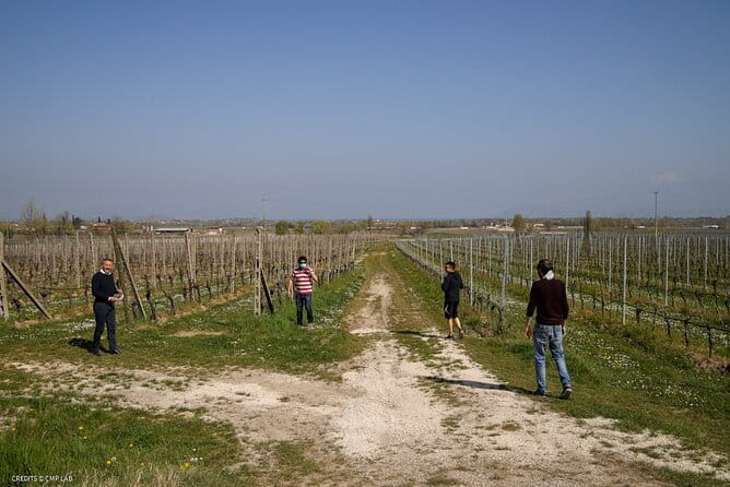 Vineyard Tour and Tasting of Lugana Wines - Authentic Experience at a Family-Run Winery