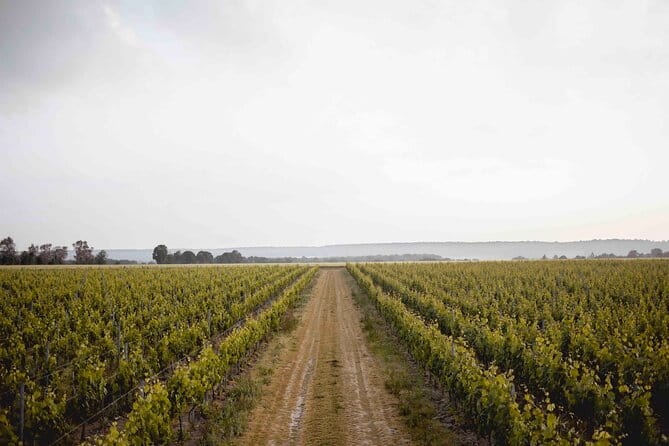 Vineyard tour and wine tasting in Davron - A Closer Look at the Vineyard Tour and Wine Tasting in Davron