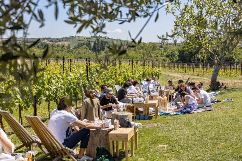 Vineyard Tour and Winery Visit with Tasting of Wines of Romagna - Practical Details: Price, Logistics, and Suitability