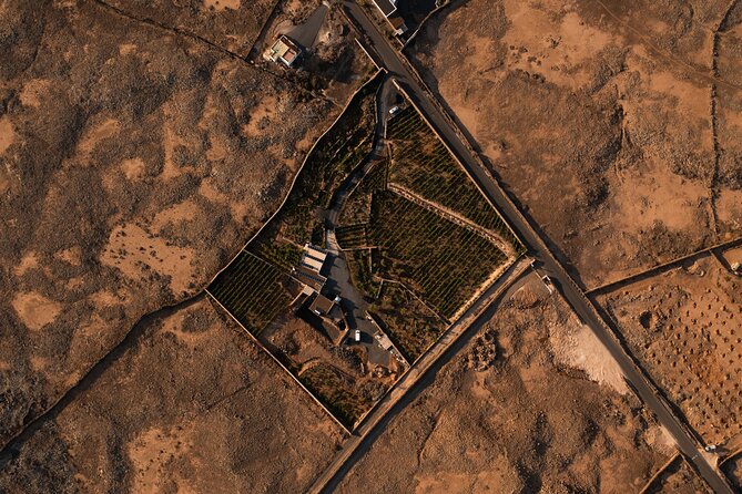 Vineyard Tour With Wine and Cheese Tasting in Fuerteventura - Local Gourmet Sampling