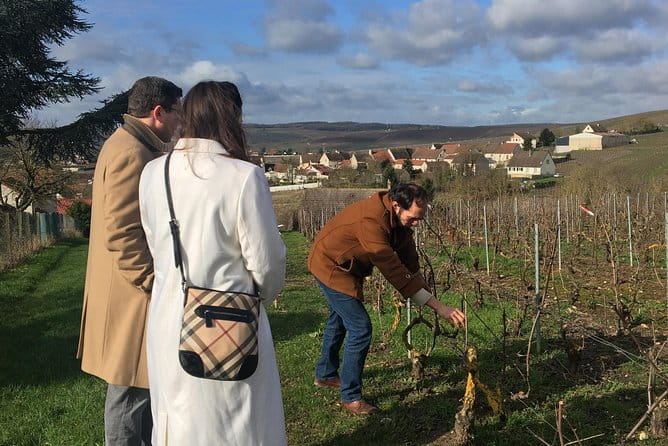 Vineyard Walking Tour & 5 Champagnes Tasting - A Closer Look at the Vineyard Walking Tour & Champagne Tasting Experience