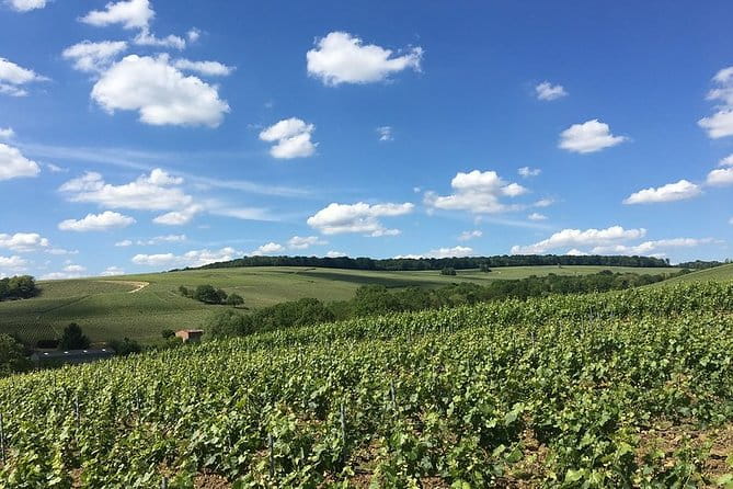 Vineyard Walking Tour & 5 Champagnes Tasting - An In-Depth Look at what the Tour Entails