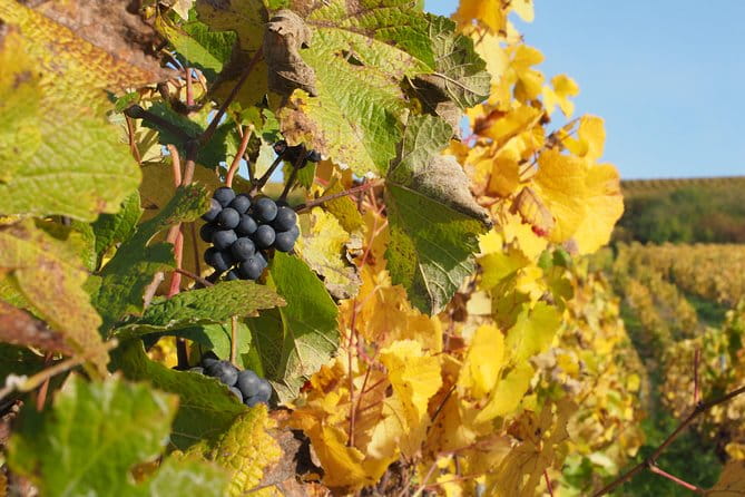 Vineyard Walking Tour & 5 Champagnes Tasting - FAQ