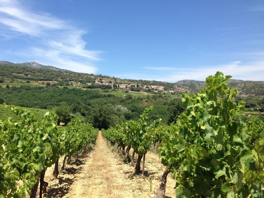 Vineyards and Village of the Languedoc - Key Points
