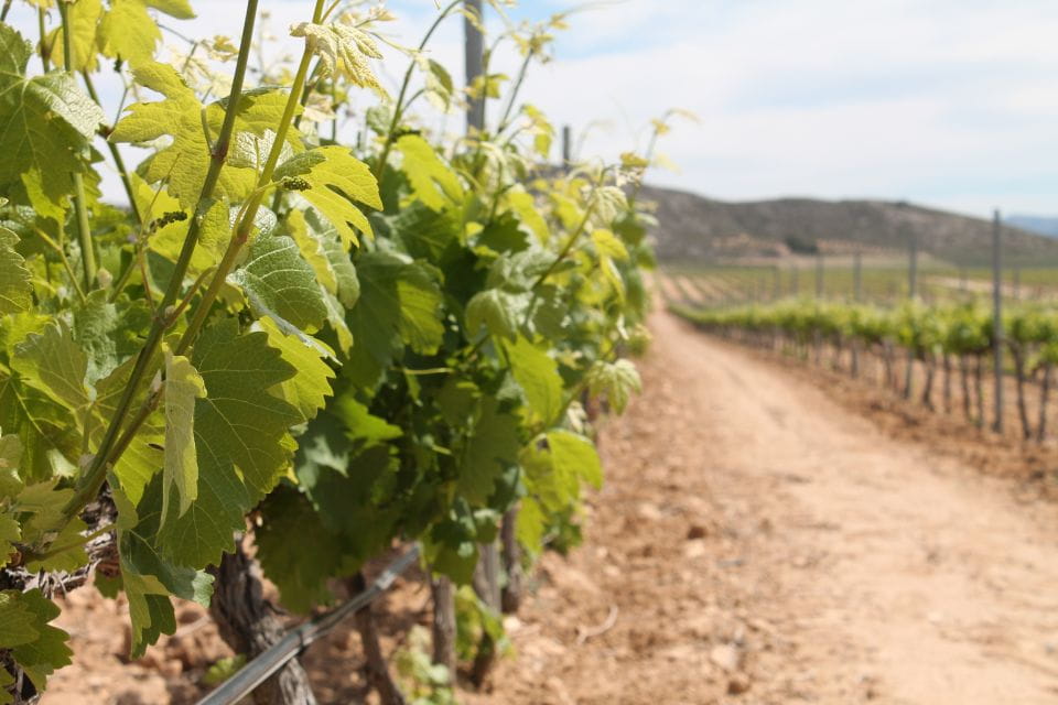 Vineyards of Alicante: Wine Tasting Tour - Booking Information