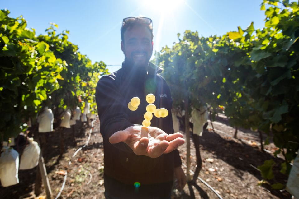 Vineyards of Alicante: Wine Tasting Tour - Winery Visit