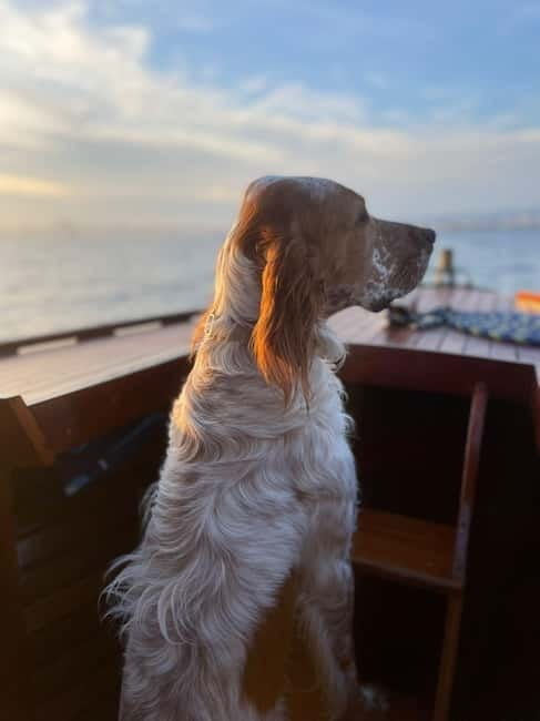 Vintage boat tour of Marseille Old Port for couples (1h) - FAQ