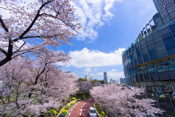 VIP Cherry Blossom Tour by Limousine With Exclusive Dinner - Booking Information