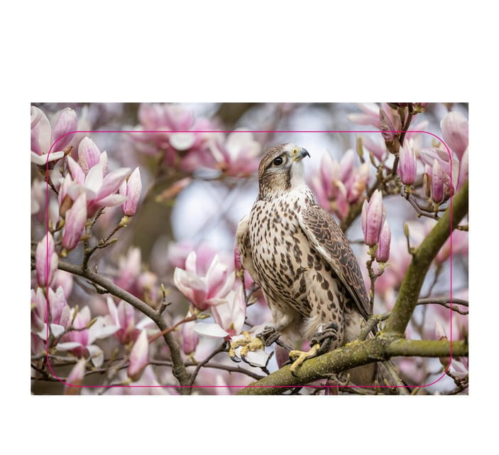 VIP falconry taster session - Key points / Takeaways
