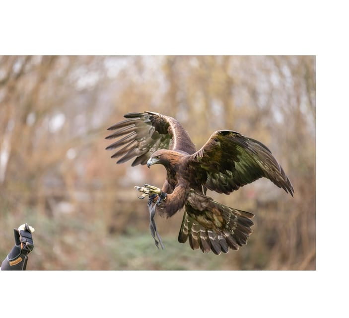 VIP falconry taster session - The Sum Up