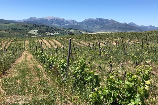 VIP Ronda Wine Tour and Tasting and Gourmet Lunch Experience with Winemaker - The Itinerary: A Deep Dive into the Day’s Highlights