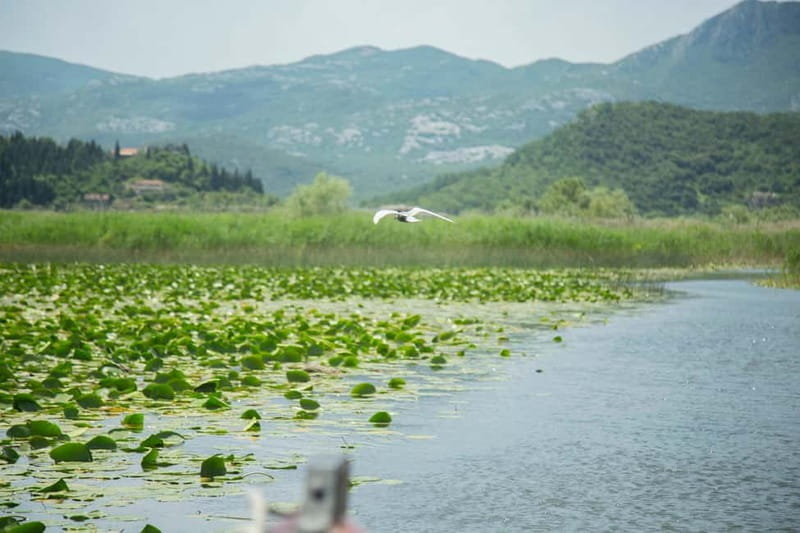 Virpazar: Historical & Nature Boat Adventure on Lake Skadar - Key points / Takeaways