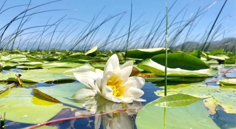 Virpazar : Skadar Lake Group Tour With Bird watching - Price and Logistics: What You Need to Know