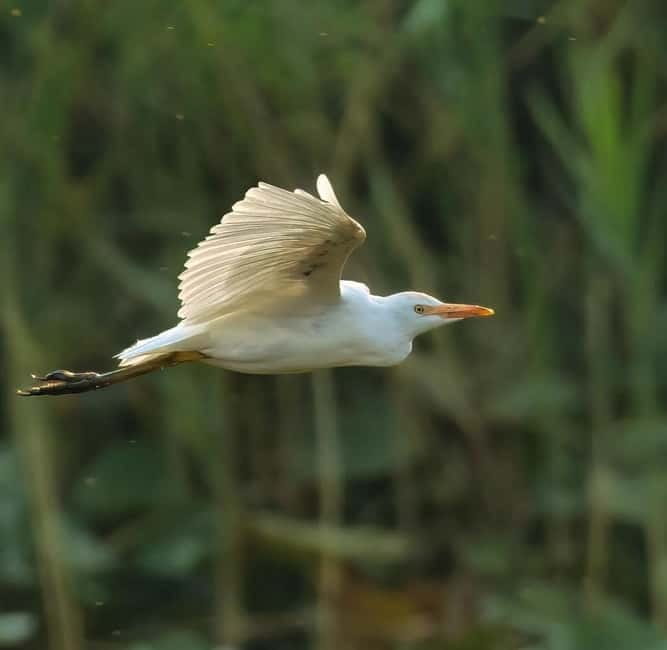 Virpazar : Skadar Lake Group Tour With Bird watching - Frequently Asked Questions