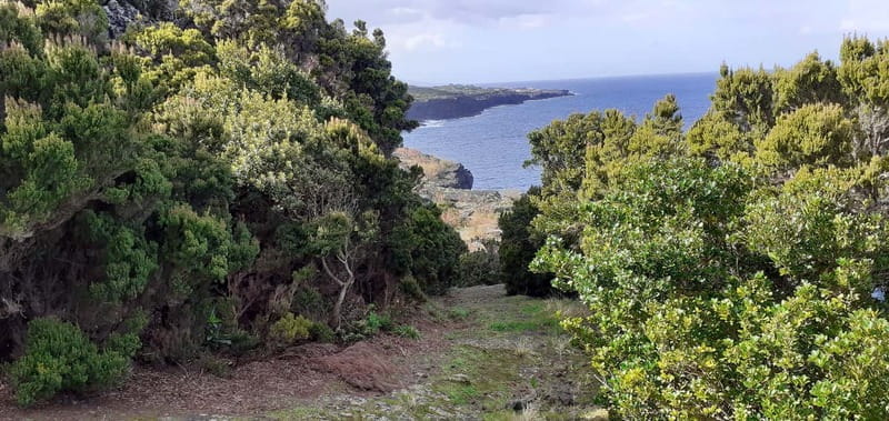 Visit a Farm on the Island of Pico - Practical Details and Tips