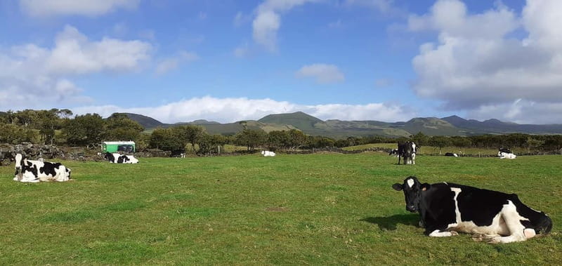Visit a Farm on the Island of Pico - Final Thoughts: Is It Worth It?
