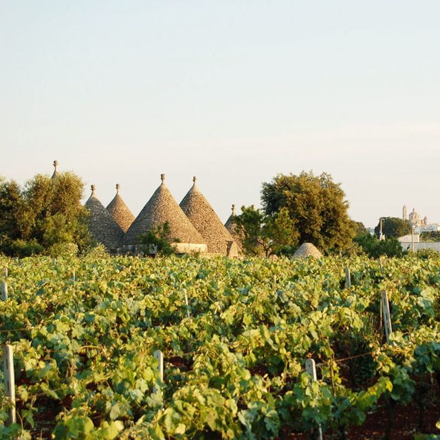 Visit a winery and an oil mill in Cisternino - Who Will Love This Tour?