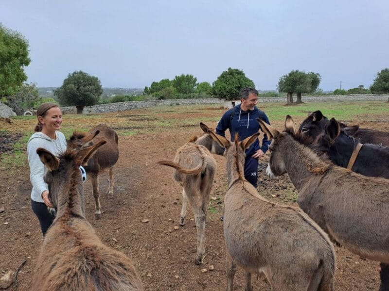 Visit a winery and an oil mill in Cisternino - FAQ