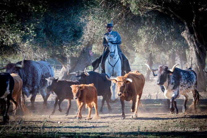Visit Alvaro Domecq Horses and Brave Bulls in Freedom - Who Would Enjoy This Tour?