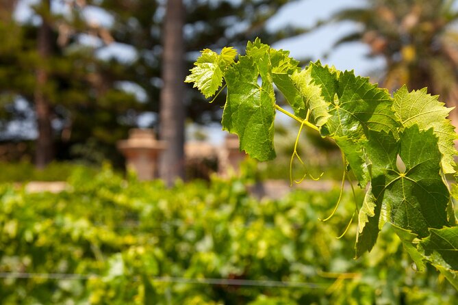 Visit and Private Tasting of EVO Oil and Organic Wine - Inclusions and Accessibility Details