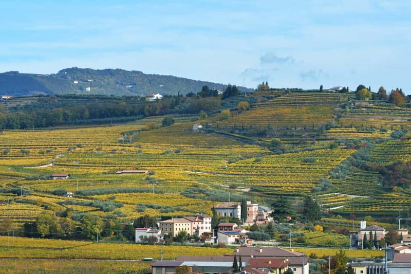 Visit and tasting with the producer - Exploring Veneto’s Wine Heritage in a Family-Owned Winery
