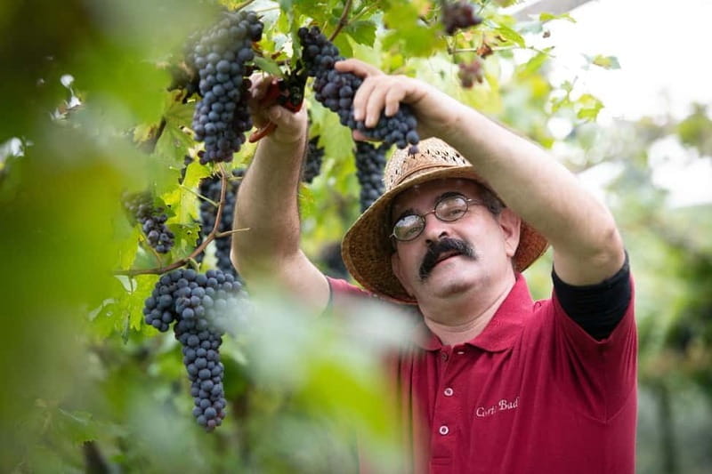 Visit and tasting with the producer - Price and Logistics: Is It Worth It?