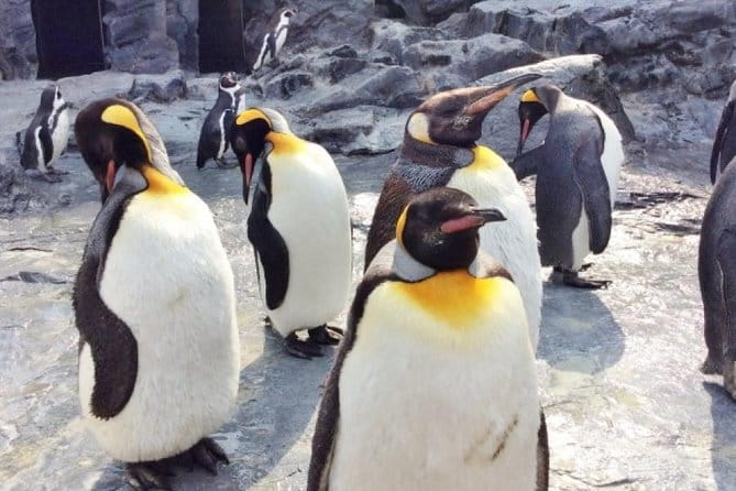 Visit Asahiyama Zoo, Fascinating Aoi-Ike From Sapporo - Observing Polar Bears in Their Snowy Habitat