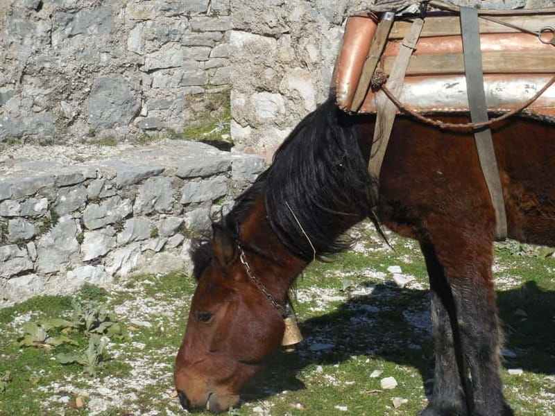 Visit Monastery of Mesopotam & Archaeological Park of Finiq - Price and Logistics: Good Value for a Rich Experience