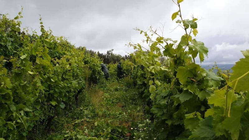 Visit Quinta de Sobre a Fonte with wine tasting and transportation - Transportation and logistics: convenience and comfort