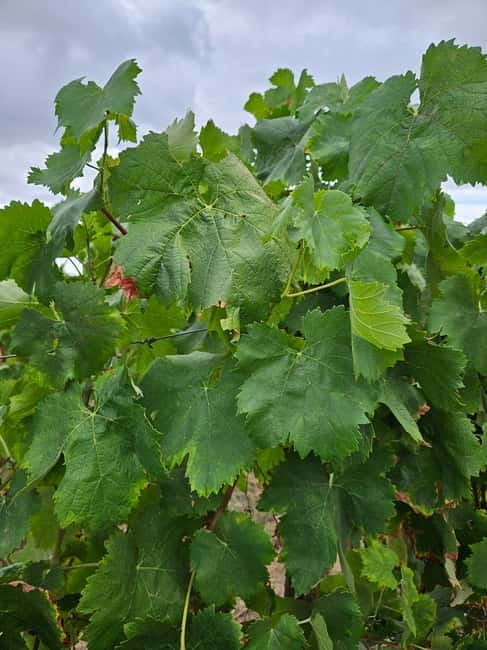 Visit Quinta de Sobre a Fonte with wine tasting and transportation - Pricing and value