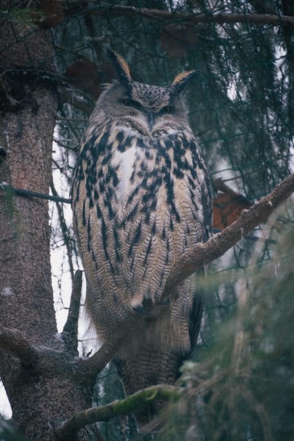 Visit Ranua Wildlife Park with Photographer - Key Points / Takeaways