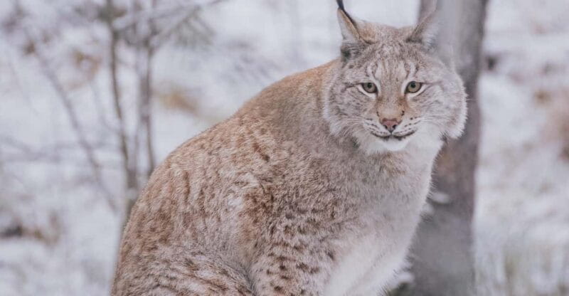 Visit Ranua Wildlife Park with Photographer - Why This Tour Stands Out