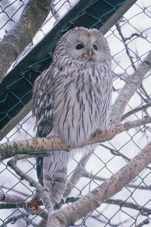 Visit Ranua Wildlife Park with Photographer - Who Will Appreciate This Experience?