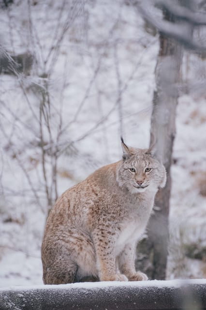 Visit Ranua Wildlife Park with Photographer - Final Thoughts