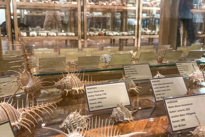 Visit Shell Museum Cavtat - What I Love About the Shell Museum Cavtat