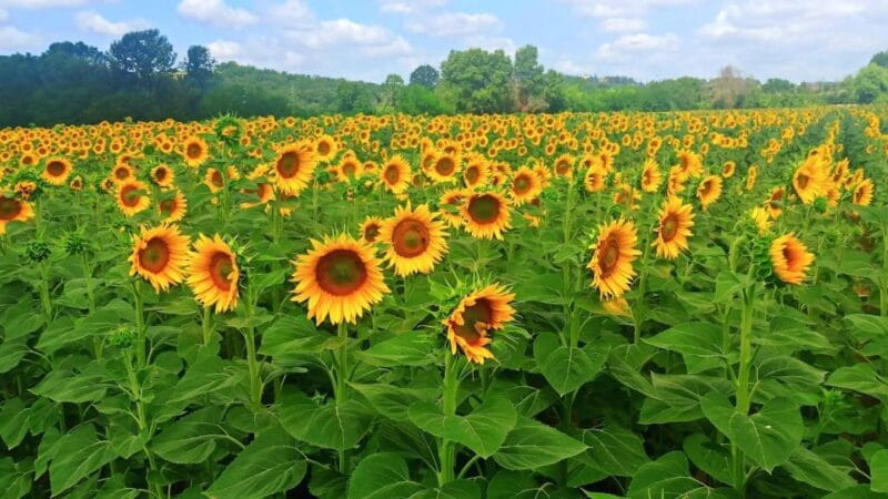 Visit Siena and San Gimignano with lunch at a family farm - Final Thoughts: Is It Worth It?