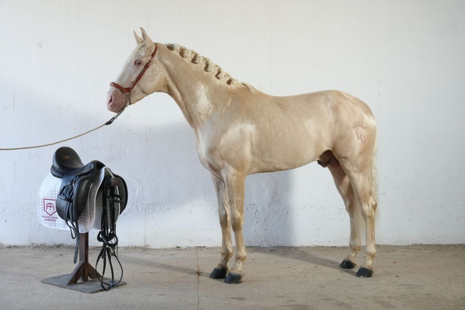 Visit the Angostura Stud Farm + Wine - Key Points