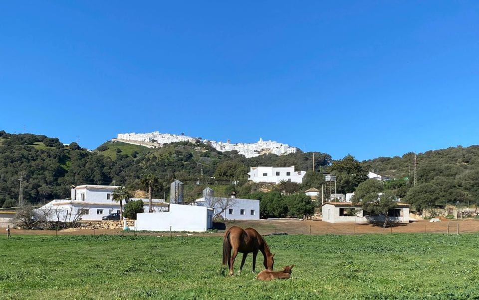 Visit the Angostura Stud Farm + Wine - Highlights of the Experience