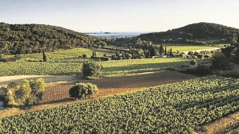 Visit the vineyards and discover Bandol wines - Key points / Takeaways