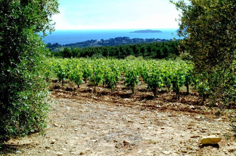 Visit the vineyards and discover Bandol wines - Tasting the Wines with Insight
