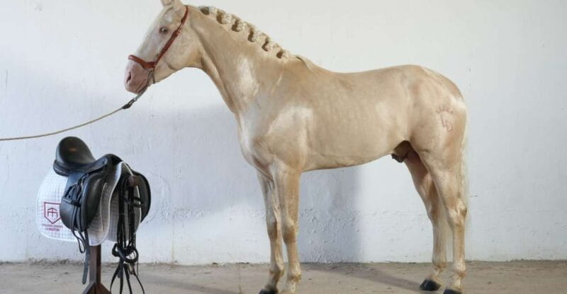 Visit to Angostura Stud + Wine - Arriving at the Farm: Navigating to Andalusian Elegance