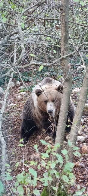 Visit to the bear wildlife area and the medieval tower - Discovering the Lazio Wildlife and Historic Landmark: A Practical Guide