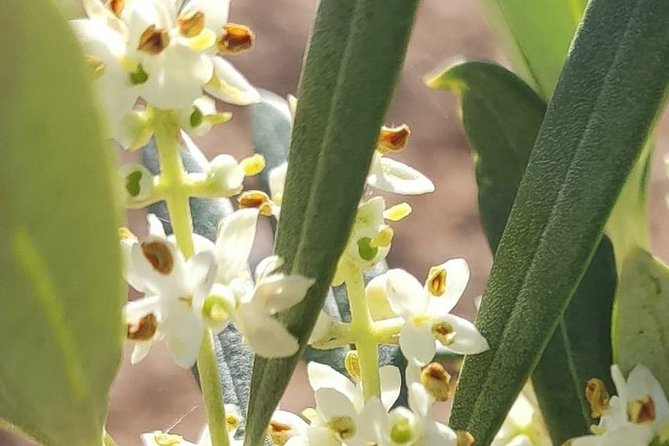 Visit to the Oil Mill With EVOO Experiences in Cuenca - Overview of the Experience