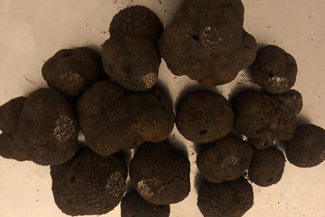 Visit truffle fields and hunt with a dog in all seasons. - The Detailed Experience: What You Can Expect