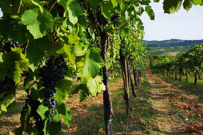 Visit, wine tasting and lunch - Key Points / Takeaways