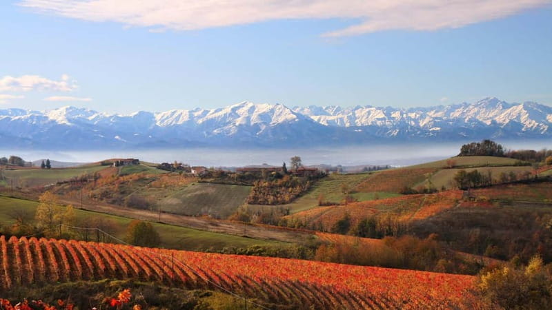 Visita guidata e Degustazione vini Monforte d'Alba - Entering the World of Piedmont Wines