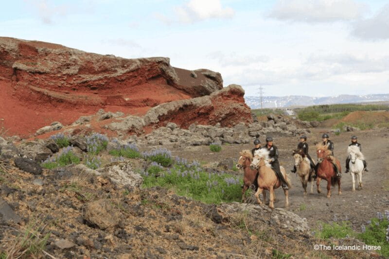 Volcanic Landscape Iceland Horse Riding Tours - The Unique Appeal of the Icelandic Horse