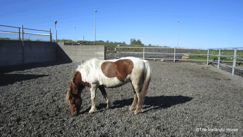 Volcanic Landscape Iceland Horse Riding Tours - Who Will Love This Experience?
