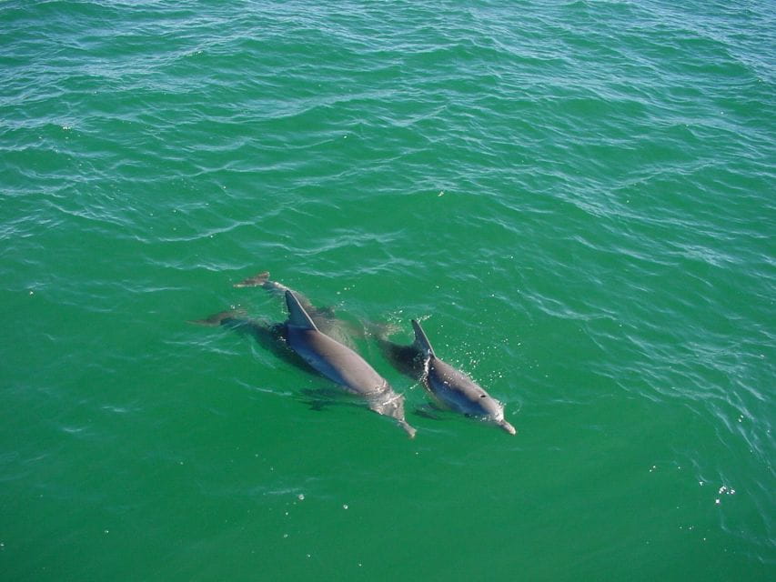 Vrsar: Dolphin Watching Boat Tour Including Drinks - Frequently Asked Questions